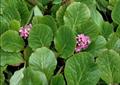 Mongolian tea, leather bergenia, winter-blooming bergenia, heartleaf bergenia,elephant-ears, heart-l